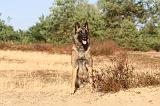 MALINOIS 102